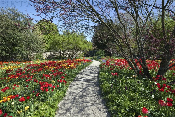 Way through flowering tulips (Tulipa sp.)