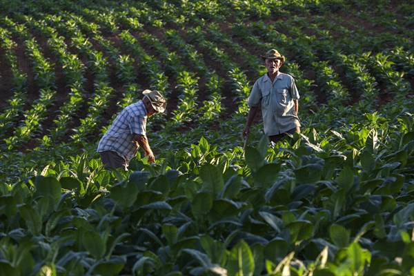 Tobacco growing