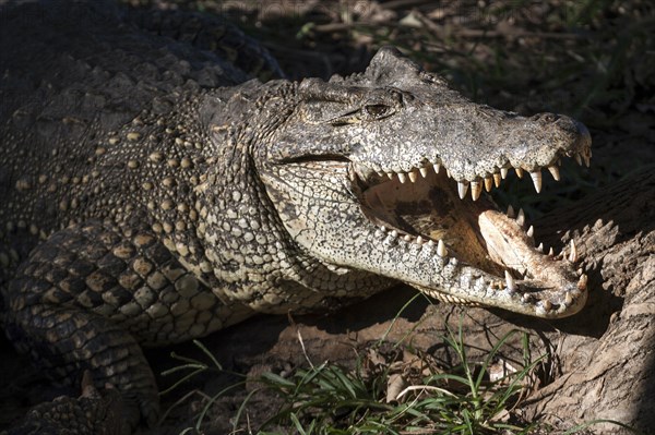 Crocodile (Crocodilia)