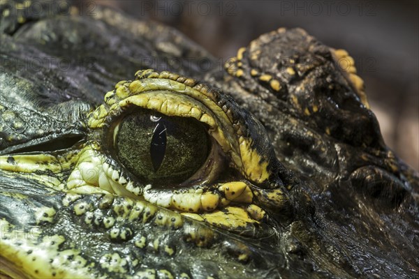Eye of the Mississippi Alligator (Alligator mississippiensis)