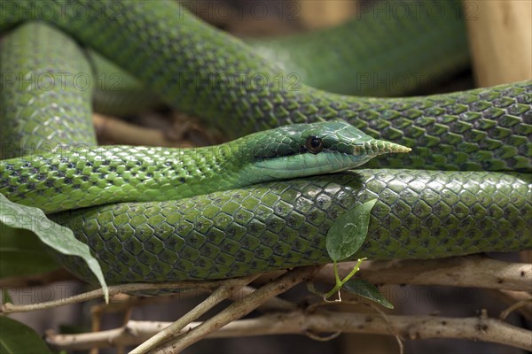 Rhinoceros ratsnake (Gonyosoma boulengeri)