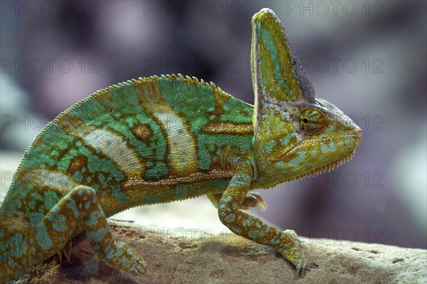 Veiled chameleon (Chamaeleo calyptratus)