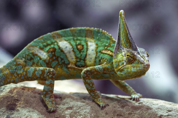 Veiled chameleon (Chamaeleo calyptratus)