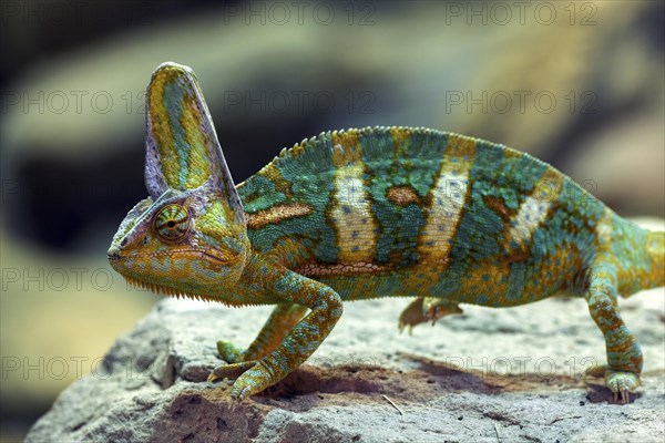 Veiled chameleon (Chamaeleo calyptratus)