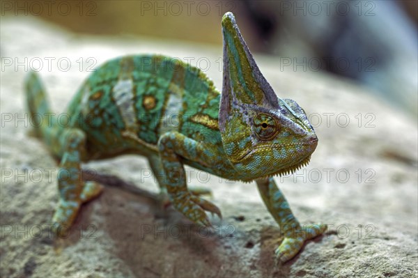 Veiled chameleon (Chamaeleo calyptratus)