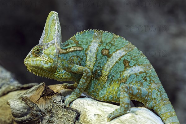 Veiled chameleon (Chamaeleo calyptratus)