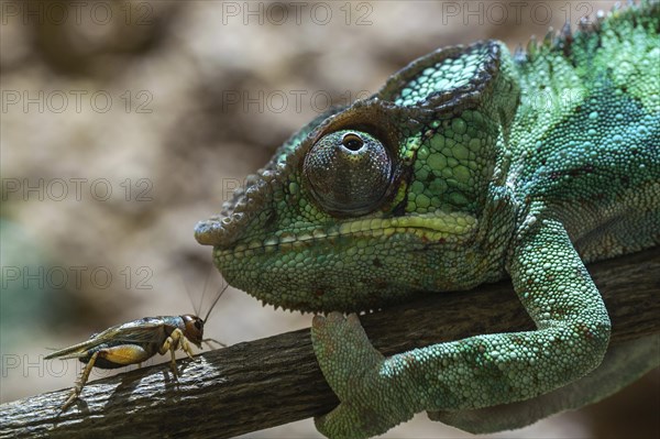 Panther chameleon (Furcifer pardalis) with mole cricket on branch