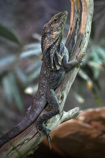 Frill-necked lizard (Chlamydosaurus kingii) climbs on branch