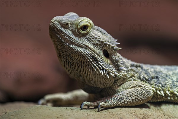 Central bearded dragon (Pogona vitticeps)