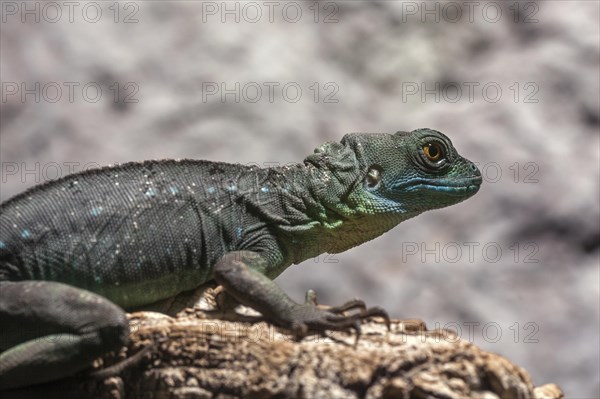 Plumed basilisk (Basiliscus plumifrons)