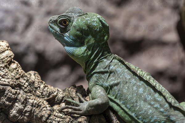 Plumed basilisk (Basiliscus plumifrons)