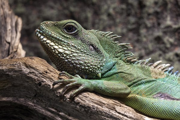 Green water dragon (Physignathus cocincinus) lying on branch