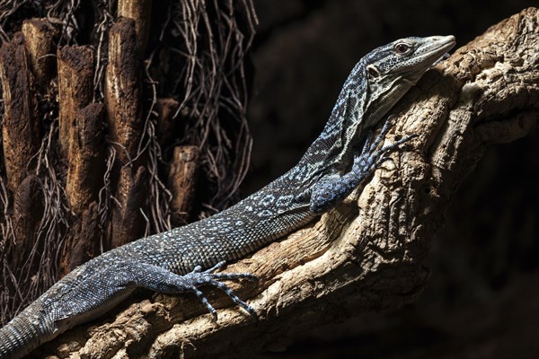 Blue-spotted tree monitor (Varanus macraei) lying on branch