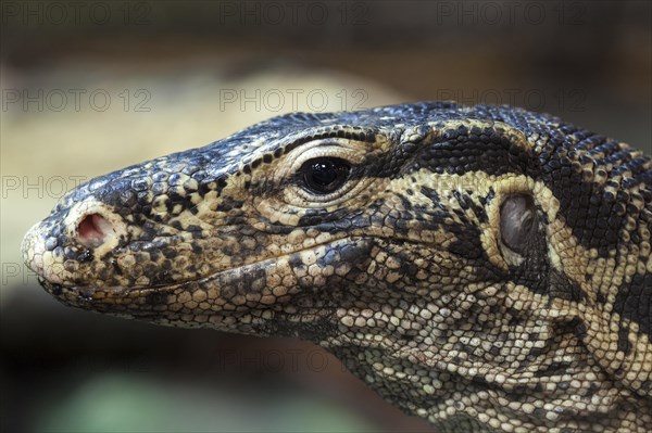 Water monitor (Varanus salvator)