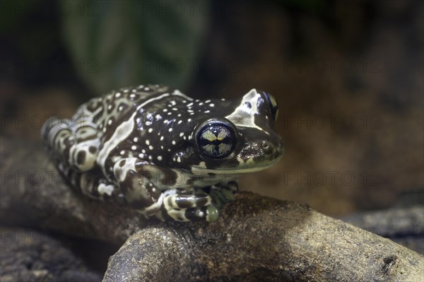 Mission golden-eyed tree frog (Trachycephalus resinifictrix) sits on branch