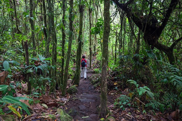 Female hiker on a hiking trail through tropical vegetation in the rainforest