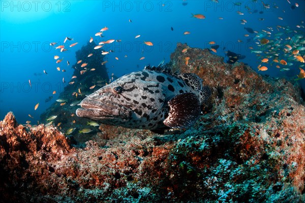 Potato grouper (Epinephelus tukula)