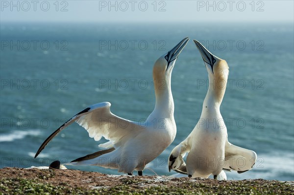 Northern Gannet (Morus bassanus) billing