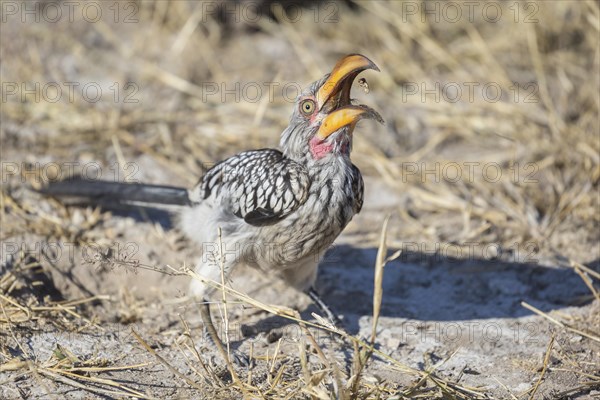 Southern yellow-billed hornbill (Tockus leucomelas) catches insect