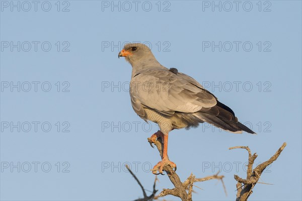 Eastern pale chanting goshawk (Melierax poliopterus) on branch