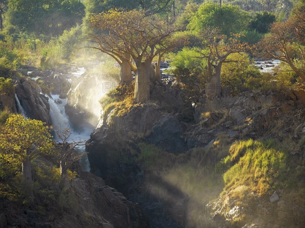 African baobabs (Adansonia digitata) at waterfall