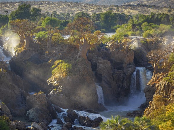 African baobabs (Adansonia digitata) at waterfall