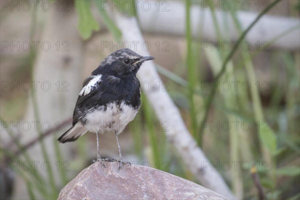 African pied wagtail (Motacilla aguimp) sitting on a stone