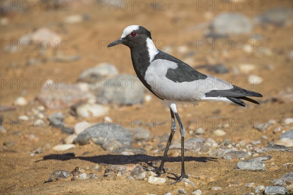 Blacksmith plover (Vanellus armatus)