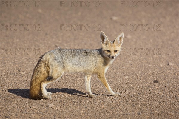 Fennec fox (Vulpes zerda)