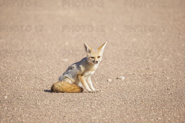 Fennec fox (Vulpes zerda)