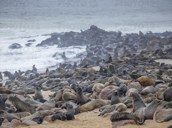 Brown fur seals (Arctocephalus pusillus)