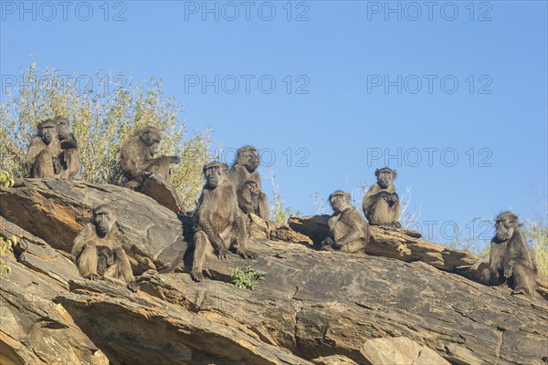 Yellow baboons (Papio cynocephalus)