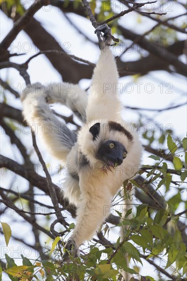 Verreaux's sifaka (Propithecus verreauxi) hanging in tree