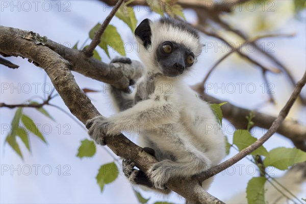 Verreaux's sifaka (Propithecus verreauxi)