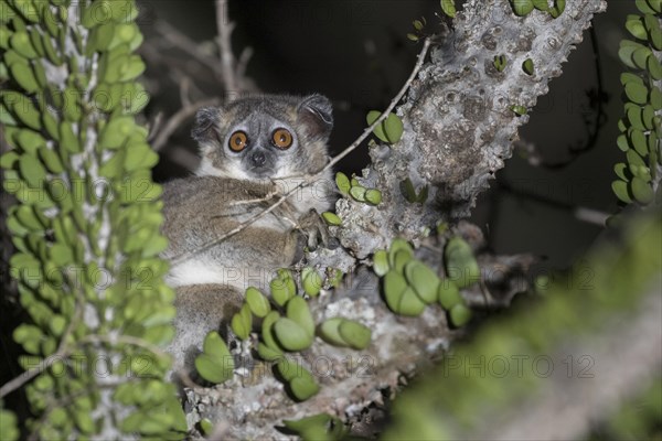 White-footed weasel lemur (Lepilemur leucopus) sitting in tree