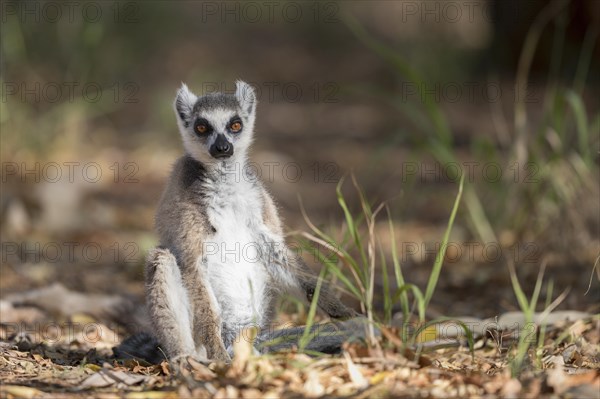 Ring-tailed lemur (Lemur catta) sitting on ground