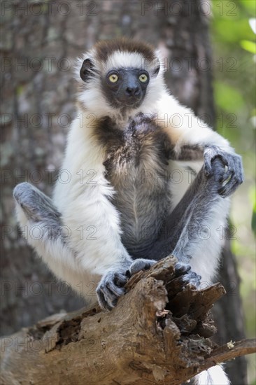 Verreaux's sifaka (Propithecus verreauxi) sitting on a tree trunk