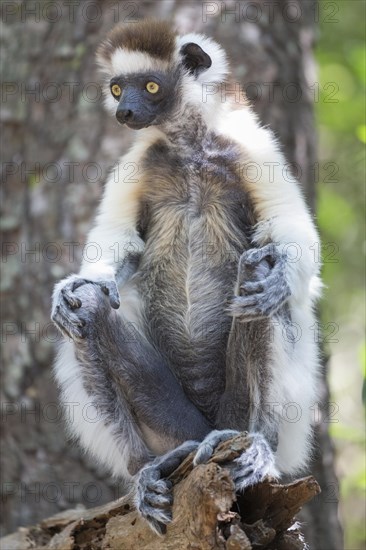 Verreaux's sifaka (Propithecus verreauxi) sitting on a tree trunk