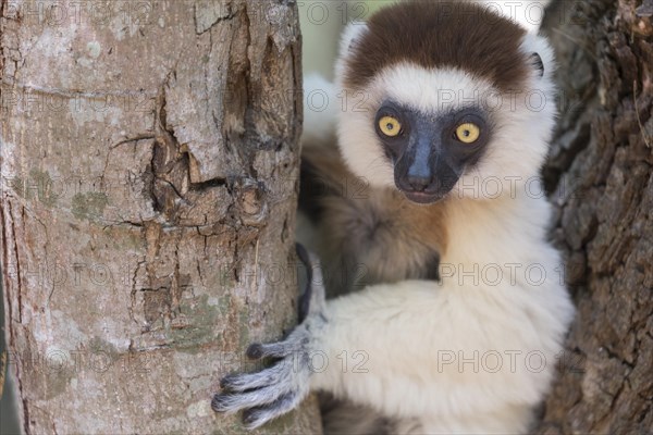 Verreaux's sifaka (Propithecus verreauxi) in a tree