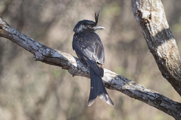 Crested drongo (Dicrurus forficatus)