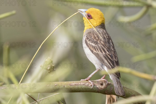 Sakalava weaver (Ploceus sakalava)