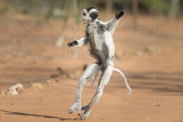 Verreaux's sifaka (Propithecus verreauxi)