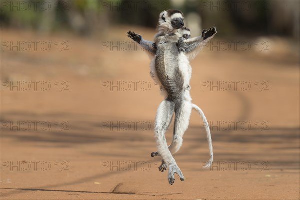 Verreaux's sifaka (Propithecus verreauxi) with young animal