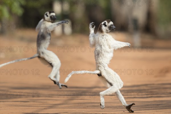 Two Verreaux's sifakas (Propithecus verreauxi)