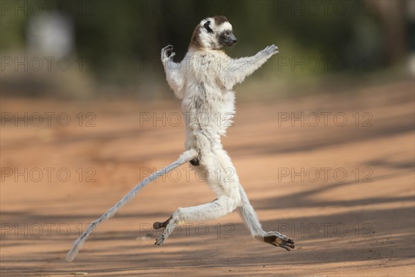 Verreaux's sifaka (Propithecus verreauxi)