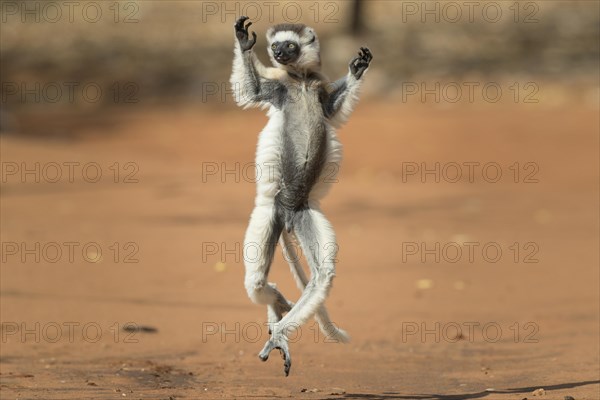 Verreaux's sifaka (Propithecus verreauxi)