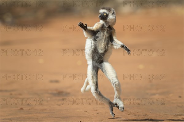 Verreaux's sifaka (Propithecus verreauxi)