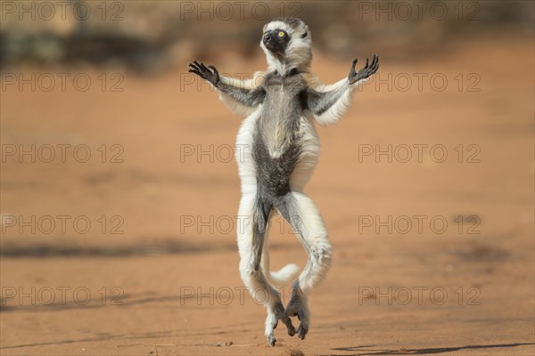 Verreaux's sifaka (Propithecus verreauxi)