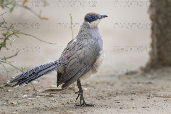 Coquerel's coua (Coua coquereli) on ground