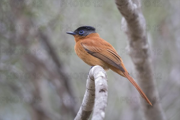 Malagasy paradise flycatcher (Terpsiphone mutata)